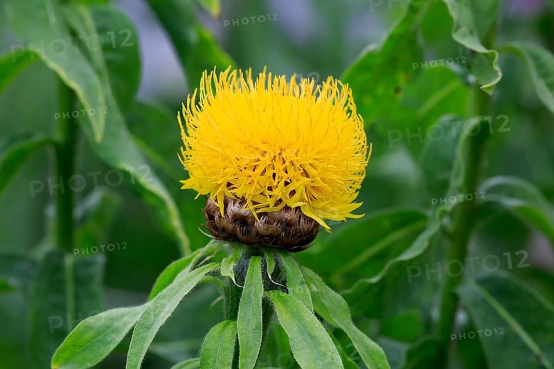 Globe knapweed (Centaurea macrocephala)