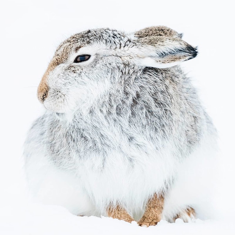 Mountain hare (Lepus timidus) sits in the snow