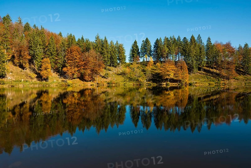Lake with autumnal forest