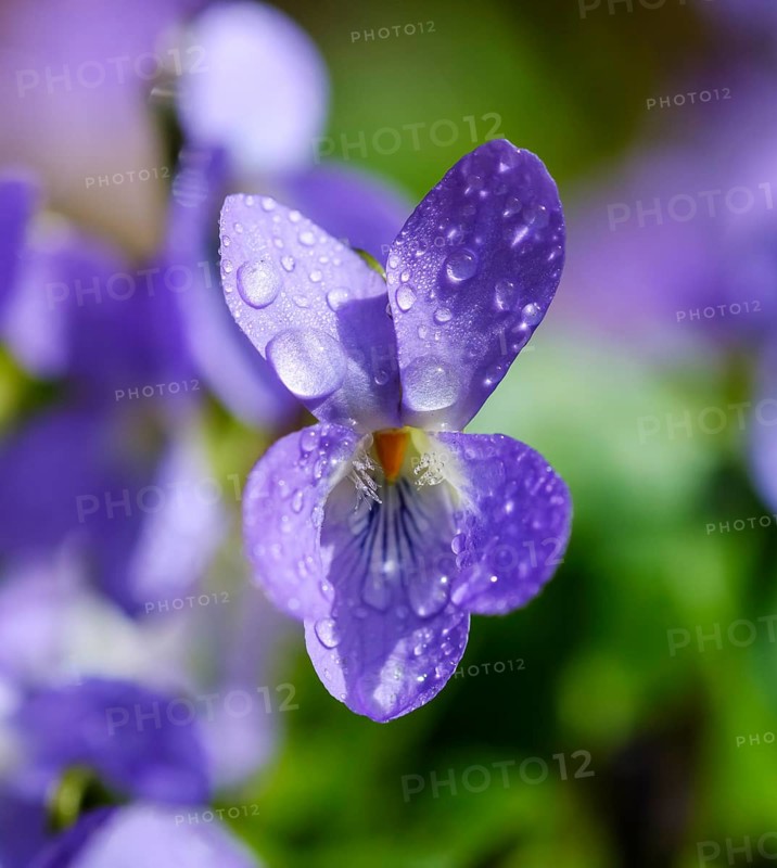 Wood violet (Viola odorata)