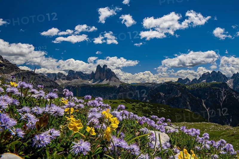 Flower meadow in front of mountain panorama