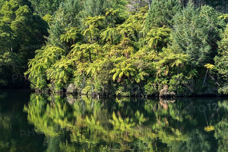 Tree ferns (Cyatheales) on the shore