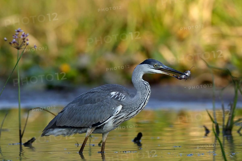 Grey heron (Ardea cinerea) with a black minke catfish