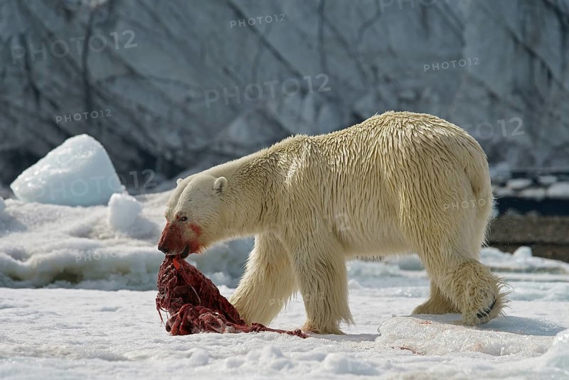 Polar bear (Ursus maritimus) feeding the carcass of a captured seal in the snow