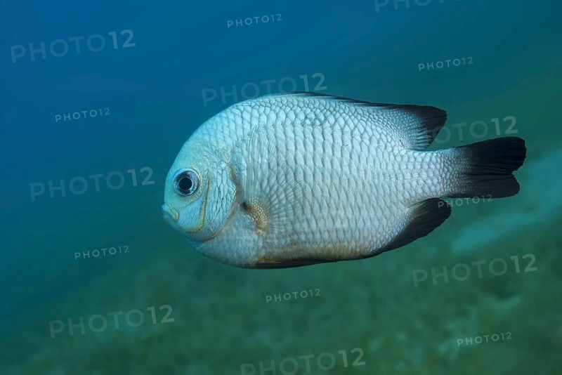 Grey Humbug (Dascyllus marginatus) floats above sea grass