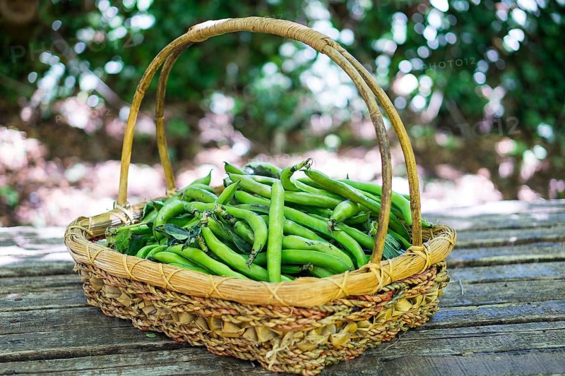 Broad bean in basket
