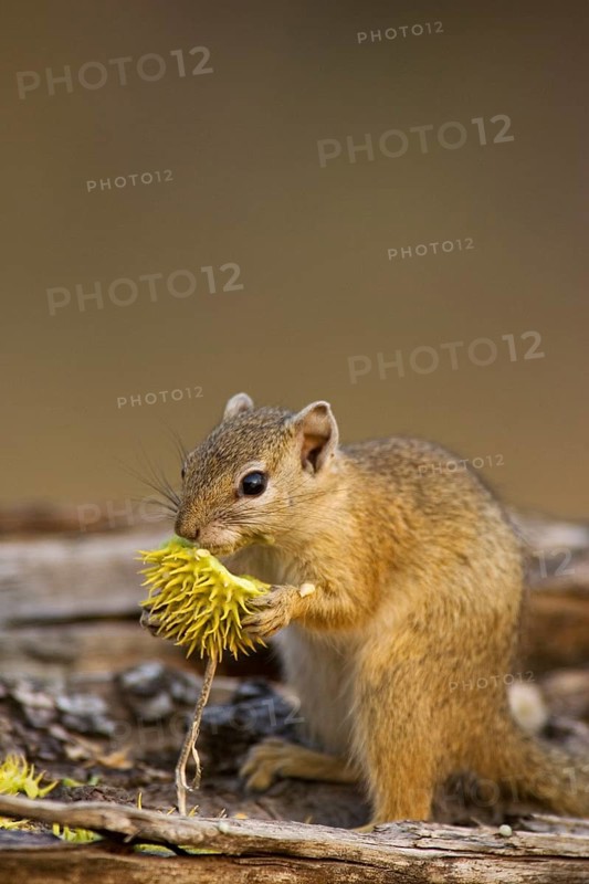 Tree Squirrel (Paraxerus cepapi)