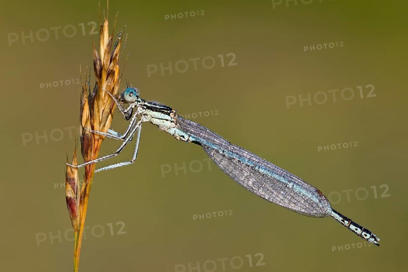White-legged damselfly (Platycnemis pennipes)