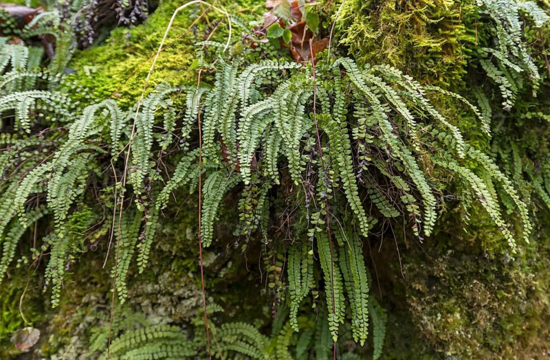 Maidenhair spleenwort (Asplenium trichomanes)