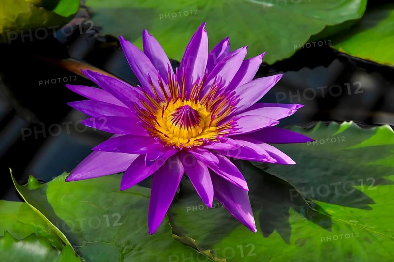 Flowering of the water lily director George T. Moore (Nymphaea hybrid)