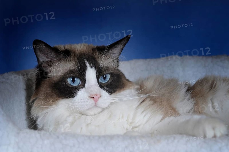 Ragdoll