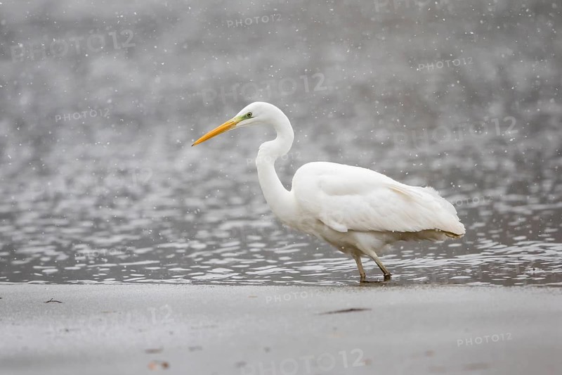 Great egret (Ardea alba) hunting at the ice edge