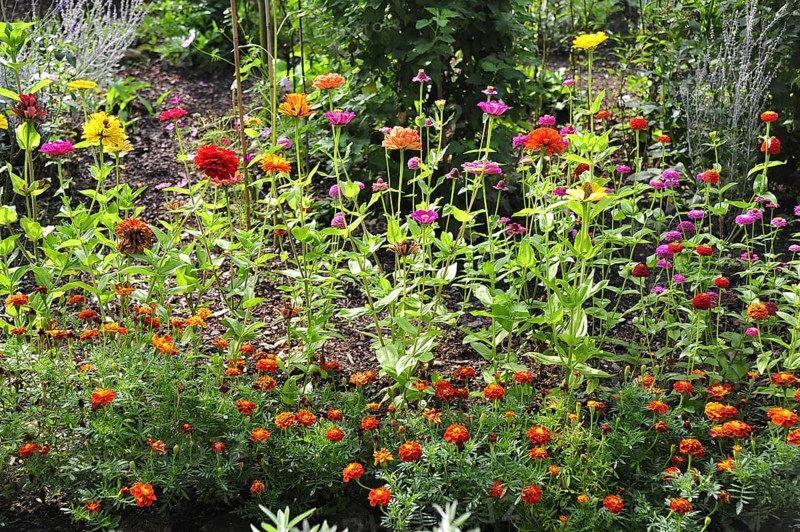 Flower garden with zinnias (Zinnia) and with Marigolds (Tagetes)