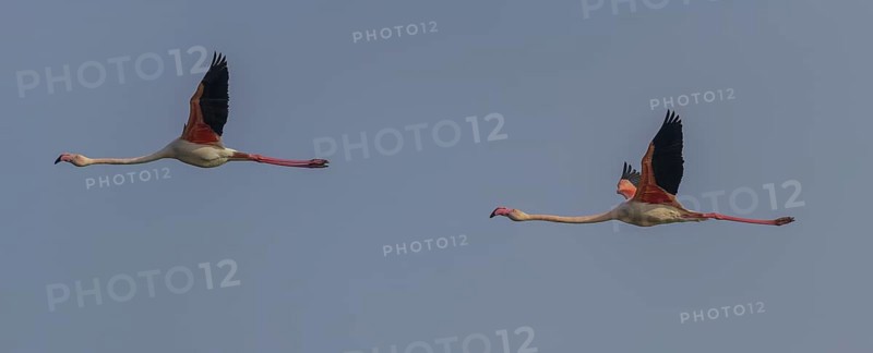 Two Greater flamingos (Phoenicopterus roseus)