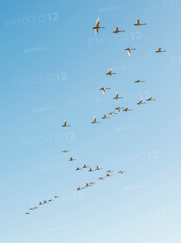 Flock of birds