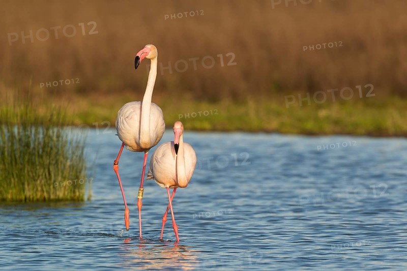 Greater Flamingo (Phoenicopterus roseus)