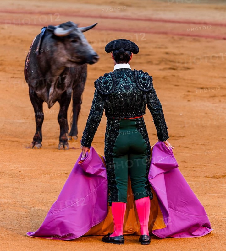 Bull stands in front of Matador