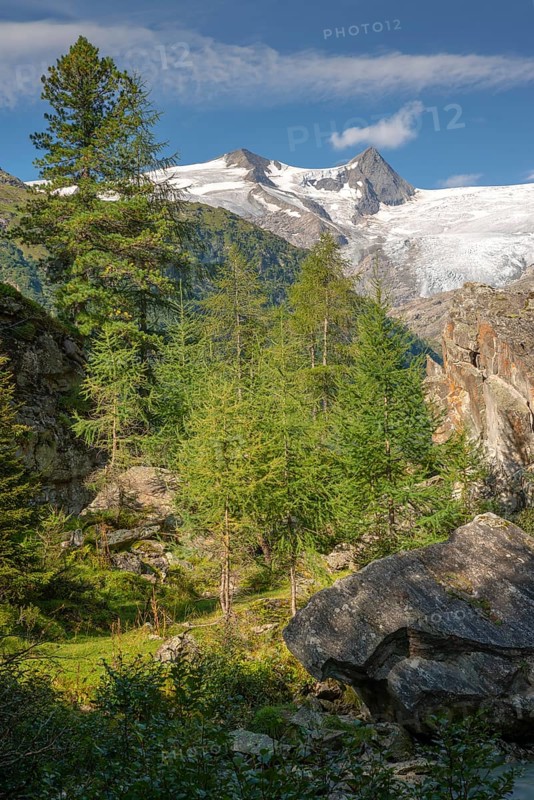 European larches and Swiss stone pines in the Tauern Valley