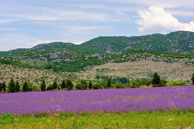 Lavender field (Lavandula officinalis)