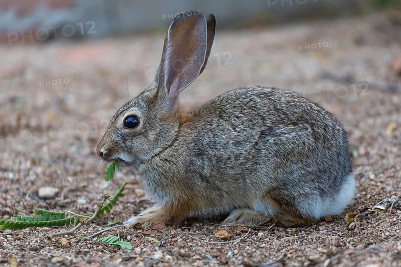 Desert cottontail (Sylvilagus audubonii) eats leaves