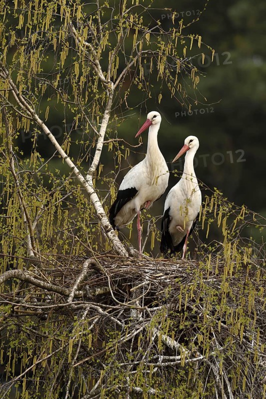 White storks (Ciconia ciconia)