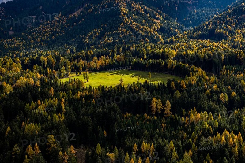 Larch forest (Larix) in autumn