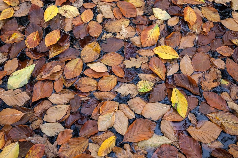 Autumn leaves