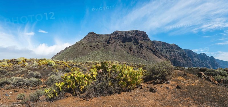 Indian fig opuntias (Opuntia ficus-indica) in a barren volcanic landscape
