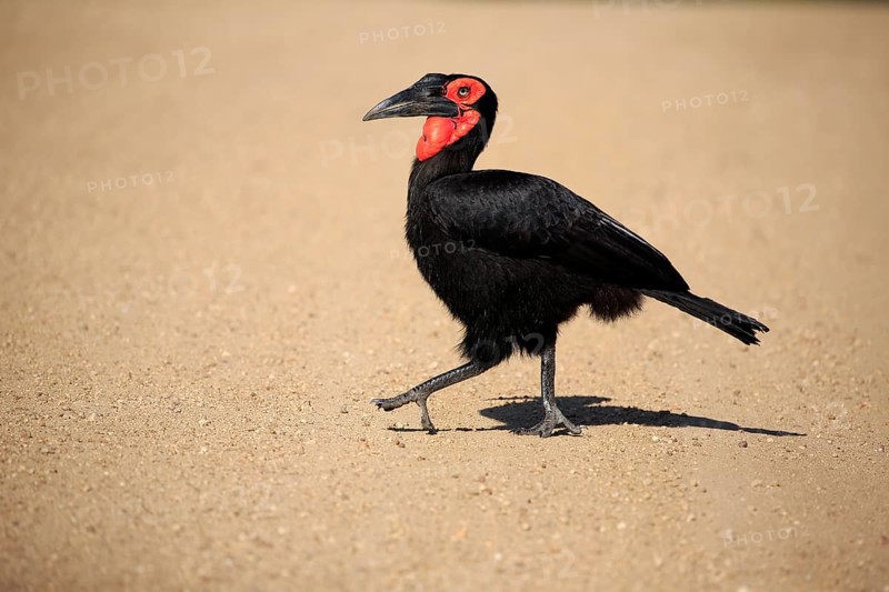Southern ground hornbill (Bucorvus leadbeateri)