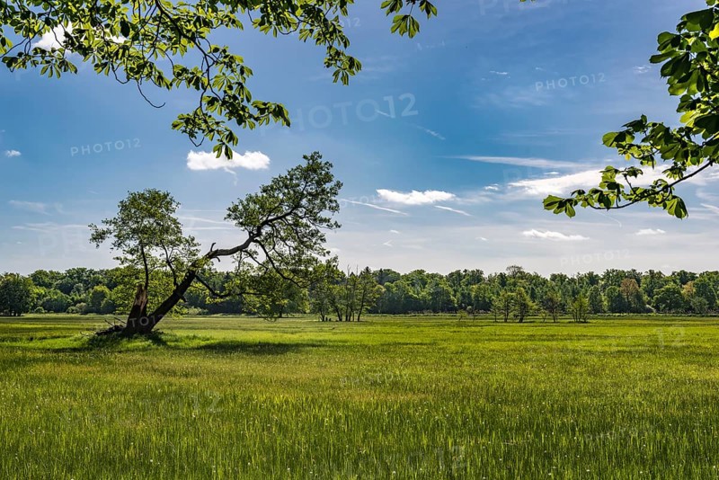 Meadow in the nature reserve Monchbruch