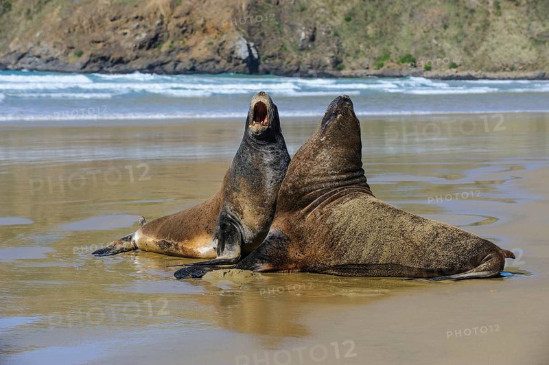 Two Hooker's Sea Lions (Phocarctos hookeri) mating at beach