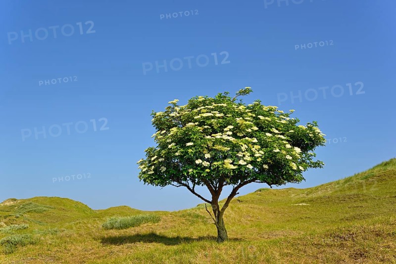 Elder (Sambucus nigra)