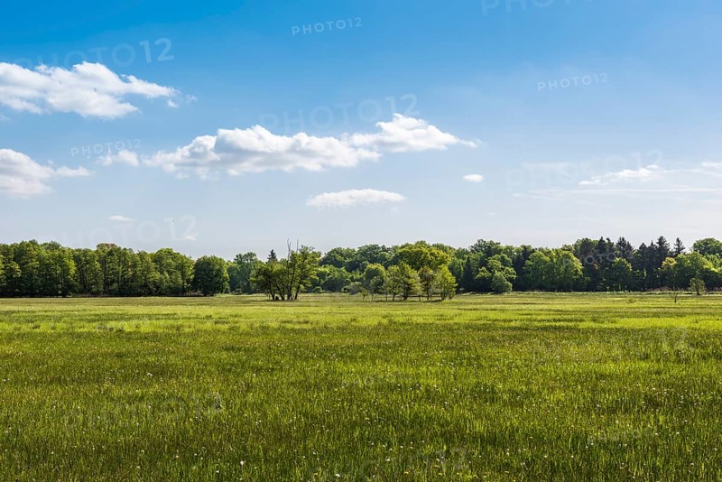 Meadow in the nature reserve Monchbruch