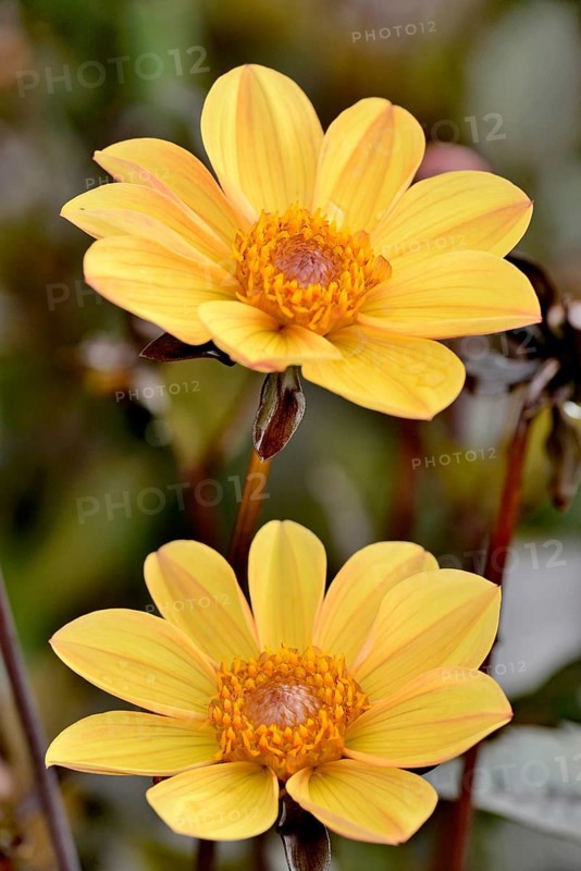 Dahlia (Dahlia)