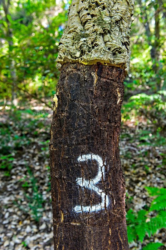 Partially peeled Cork oak (Quercus suber) with year indication of the last peeling