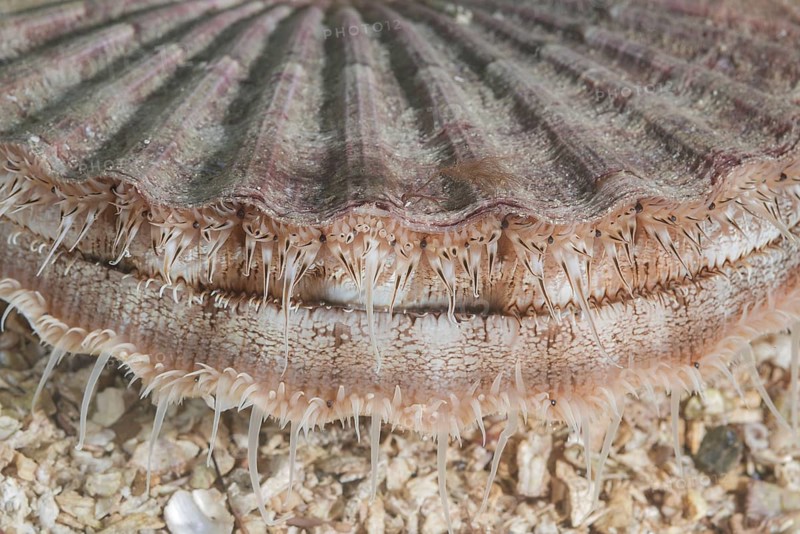 Close-up of Queen scallop or Manx Queenie (Aequipecten opercularis) in the sand
