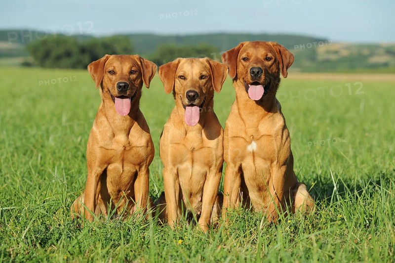 Labrador Retriever