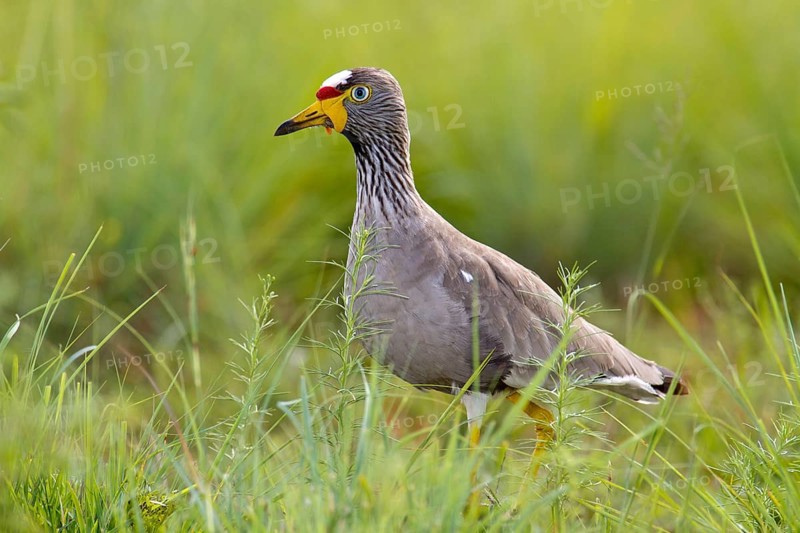 African wattled lapwing (Vanellus senegallus) in the meadow