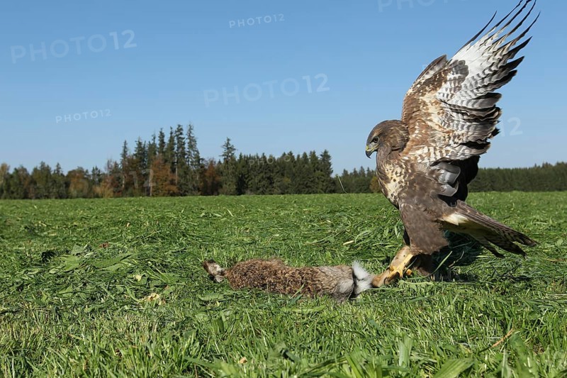 Steppe buzzard (Buteo buteo) on dead mown European hare (Lepus europaeus) Allgau
