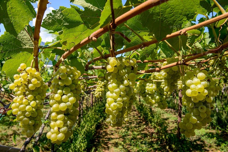 Green grapes