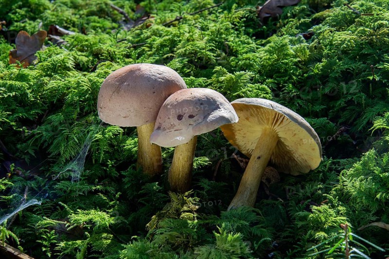 Mushroom (Tricholoma bufonium)