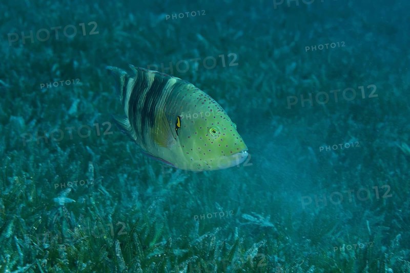 Abudjubbe (Cheilinus abudjubbe) swim over sea grass