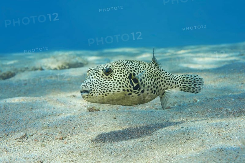 Young Star Pufferfish (Arothron stellatus) swim over sandy bottom