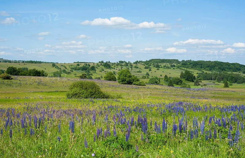 Large-leaved lupin (Lupinus polyphyllus)