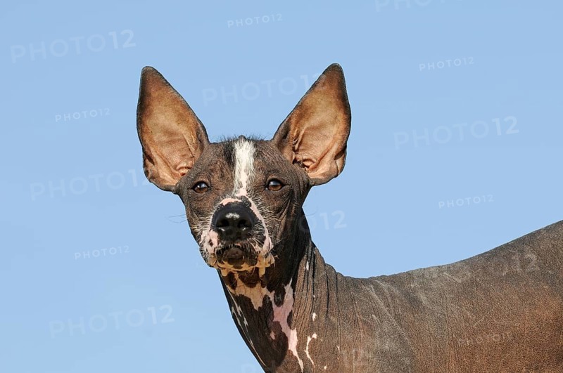 Perro sin pelo del Peru