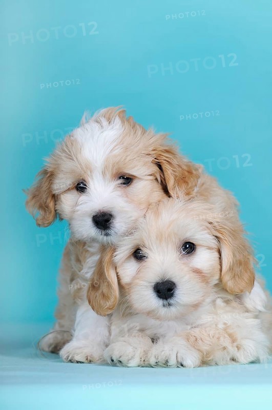 Havanese