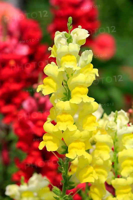 Common Snapdragon (Antirrhinum majus)