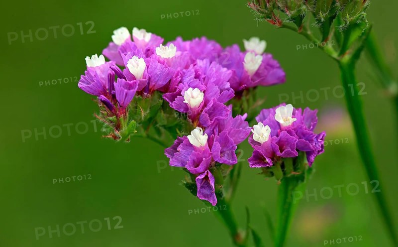 Sea Lavender (Limonium)