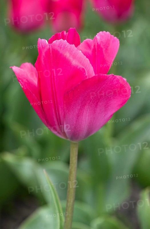 Pink Tulip blossom of Lady van Eijk