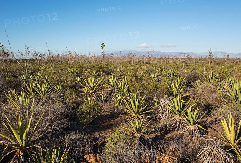 Century plants (Agave americana)